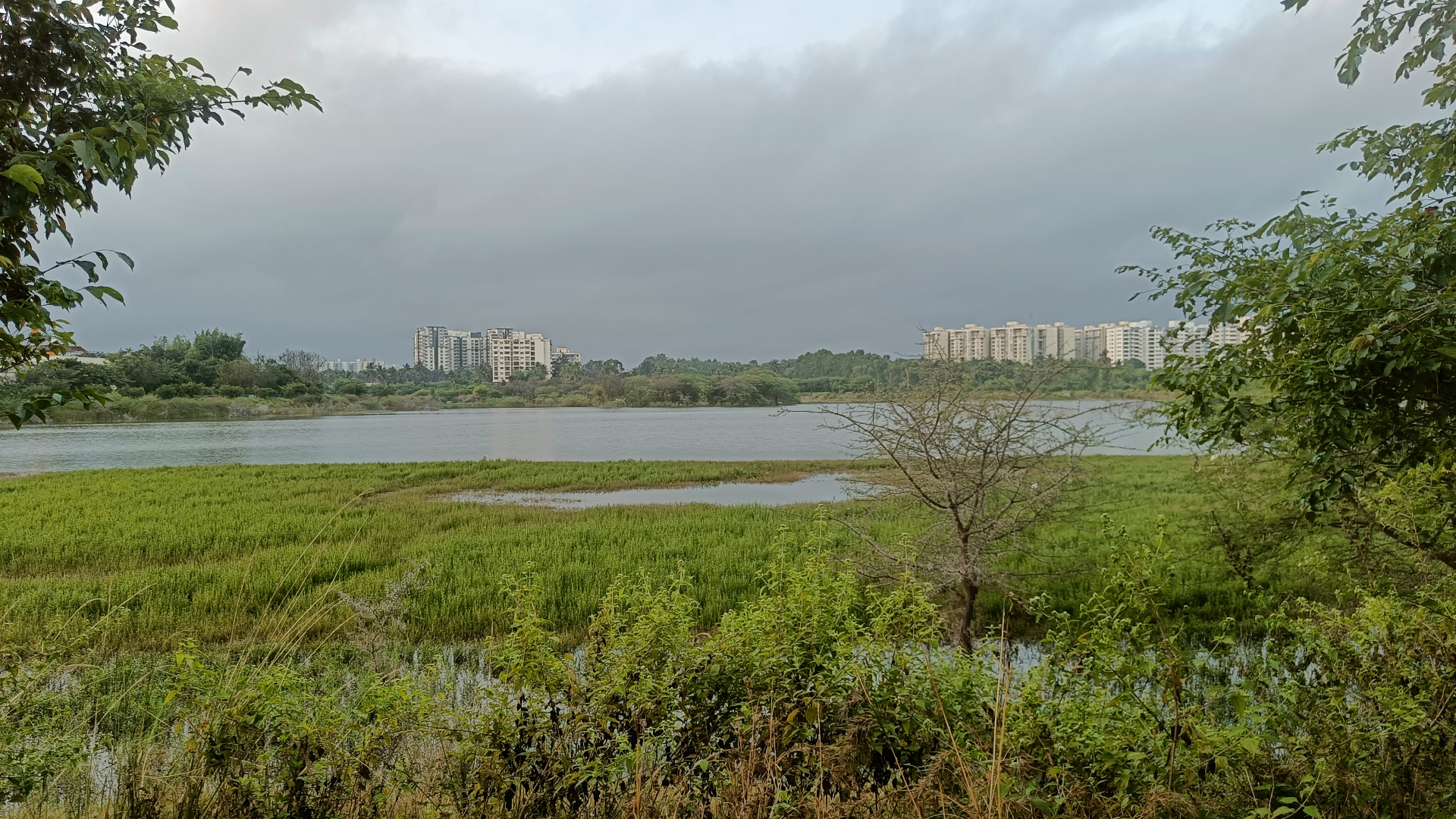 A Bangalore lake at dawn — marsh grasses, still water, distant apartment towers under overcast sky.
